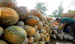 嘉善县吃瓜爆料,揭秘当地热点事件背后的真相